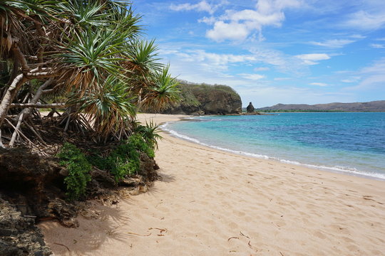 Pandanus on the beach shore in New Caledonia, Bourail, Grande Terre, south Pacific, Oceania