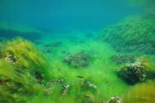 Rocky seabed covered by filamentous algae underwater in the Mediterranean sea, Catalonia, Costa Brava, Cap de Creus, Spain