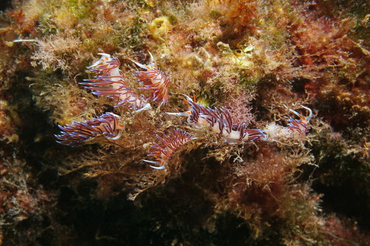 Several pilgrim hervia sea slugs, Cratena Peregrina, underwater in the Mediterranean sea, France