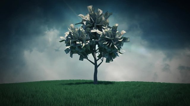 Money tree blowing the wind under dark ominous clouds.