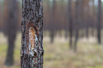 Damaged bark of a pine tree. Trees selected for logging in a pine stand.