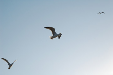 Fototapeta na wymiar seagulls flying in the sky