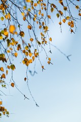 Autumn Birch Leaves on the Branches with Blue Sky on The