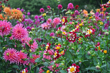 Kleurrijke dahlia& 39 s tuin in de nazomer