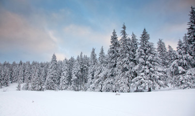 winter background of snow covered fir trees in the mountains