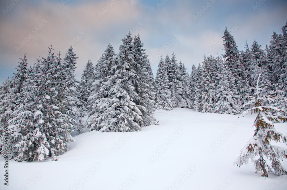 Wall mural winter background of snow covered fir trees in the mountains