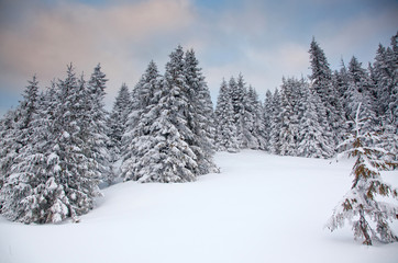 winter background of snow covered fir trees in the mountains