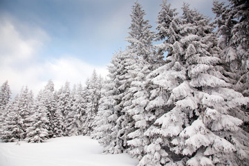 winter background of snow covered fir trees in the mountains