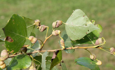 Poplar spiral gall aphid or Pemphigus spyrothecae on leaf petiole of Populus nigra (Black poplar) - obrazy, fototapety, plakaty