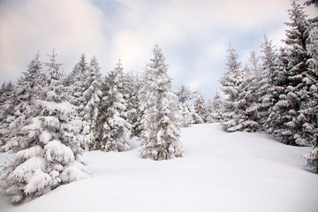 winter background of snow covered fir trees in the mountains