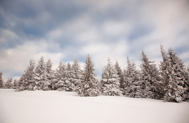 winter background of snow covered fir trees in the mountains