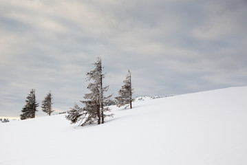 winter background of snow covered fir trees in the mountains