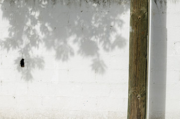 white wall with a wooden trunk on the right side and the shadow of a tree on the white part of the wall.