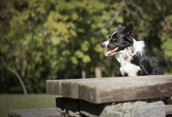 Border Collie puppy sitting at a wooden table in the woods