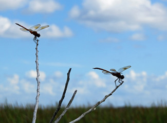 Fototapeta na wymiar dragonfly insect resting on twig against blue cloudy sky