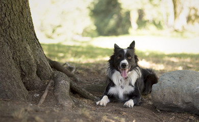 Tender Border Collie puppy posing between a stone and a tree