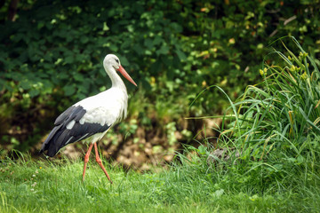 stork on a green nature background in summer day.