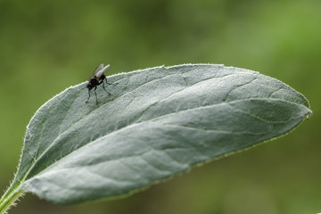 Small flies resting on green leaves in the garden