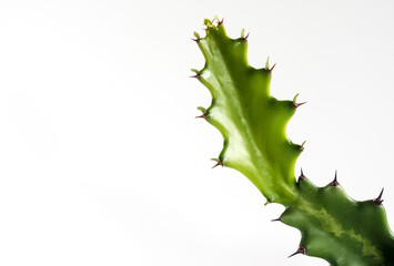 Obraz premium Freshness bud of dragon bone cactus on white background