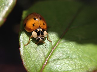 ladybug on leaf