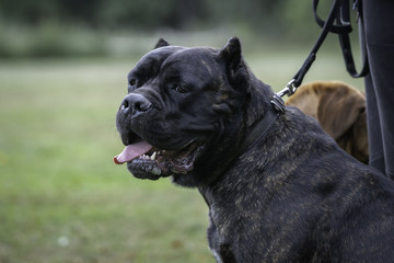 Portrait of a Cane Corso dog breed on a nature background.