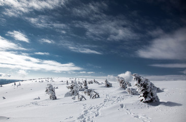 winter background of snow covered fir trees in the mountains