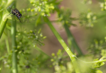 Close Up Fly on a plant background