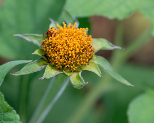 bee on a sunflower