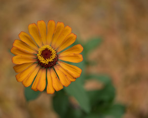 flower on green background