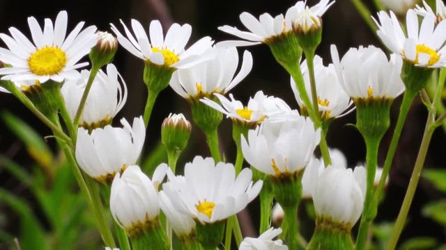 Margaridas do campo ao vento