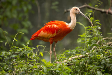 Scarlet ibis (Eudocimus ruber).