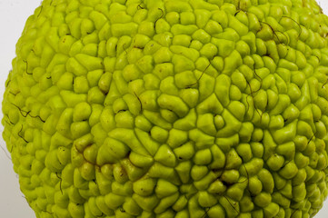 Green fruit of maclura pomifera, osage orange, horse apple, adam apple grow on white wooden table