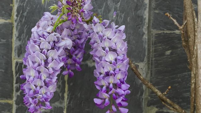 Glicinia (Wisteria) ao vento