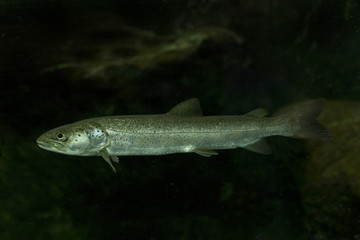 The huchen or Danube salmon (Hucho hucho).