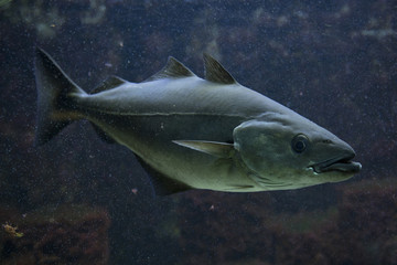 Fototapeta premium Saithe (Pollachius virens).