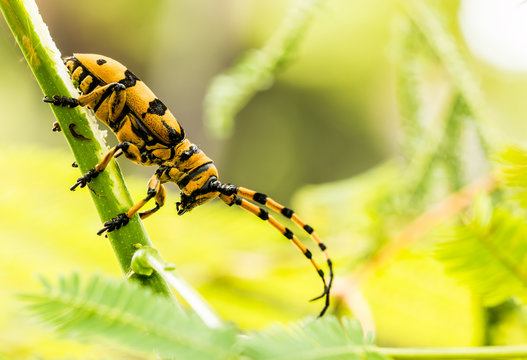 Imagens de Apriona – Explore Fotografias do Stock, Vetores e Vídeos de ...