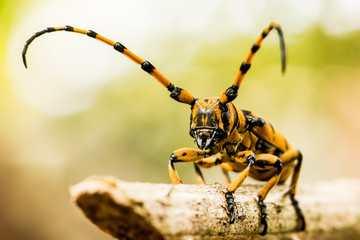 aprirona swainsoni beetle climbing on tree