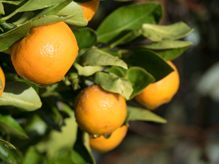 orange fruit on green tree
