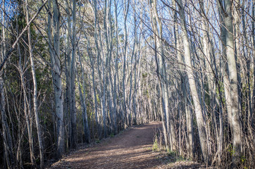 road in winter forest