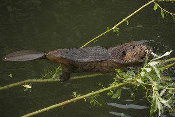 Eurasian beaver (Castor fiber) .
