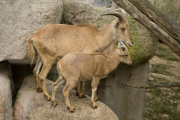 Barbary sheep. (Ammotragus lervia).