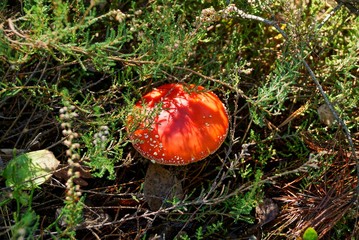  red beautiful big amanita growing in the autumn forest