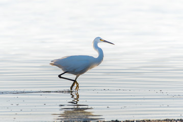 Hungry and stealthy white egret drags foot across pond water surface while searching for a morning...