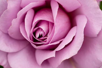 Obraz na płótnie Canvas closeup of a pink rose