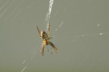 Golden Orb Weaver Spider