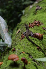 Forest Critter