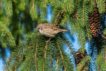 House sparrow (Passer domesticus)