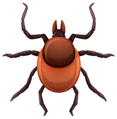 A mite tick on white background © blueringmedia