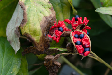ヤマシャクヤクの実