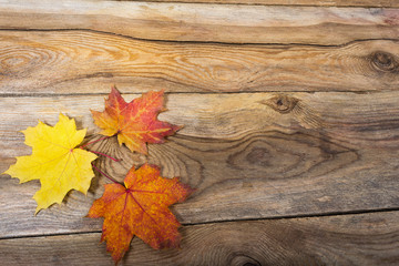 Happy Thanksgiving rustic greeting with fall maple leaves